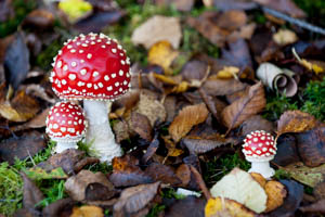 Dartmoor Photographer - Things to Photograph in Autumn - Fungi