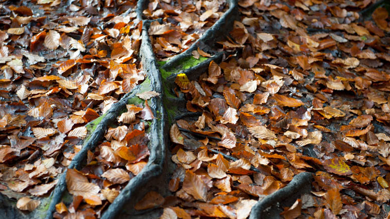 Dartmoor Photographer_Helen Northcott_Autumn_leaves on ground