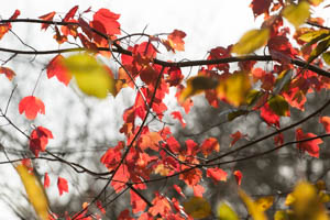 Dartmoor Photographer - Things to Photograph in Autumn - Leaves