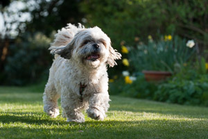 Dartmoor Photographer - How to photograph your dog