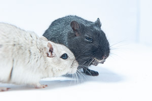 Dartmoor Photographer - How to Take Better Photos of your Pet Gerbils