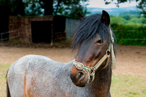 Dartmoor Photographer - How to photograph horses