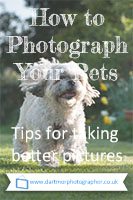 How to Photograph Your Pets