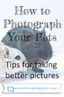 How to Photograph Your Pets