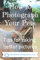 How to Photograph Your Pets