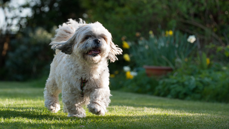 Dartmoor Photographer - how to take better photos of your pets