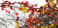 Dartmoor Photographer - Autumn Photo Pack
