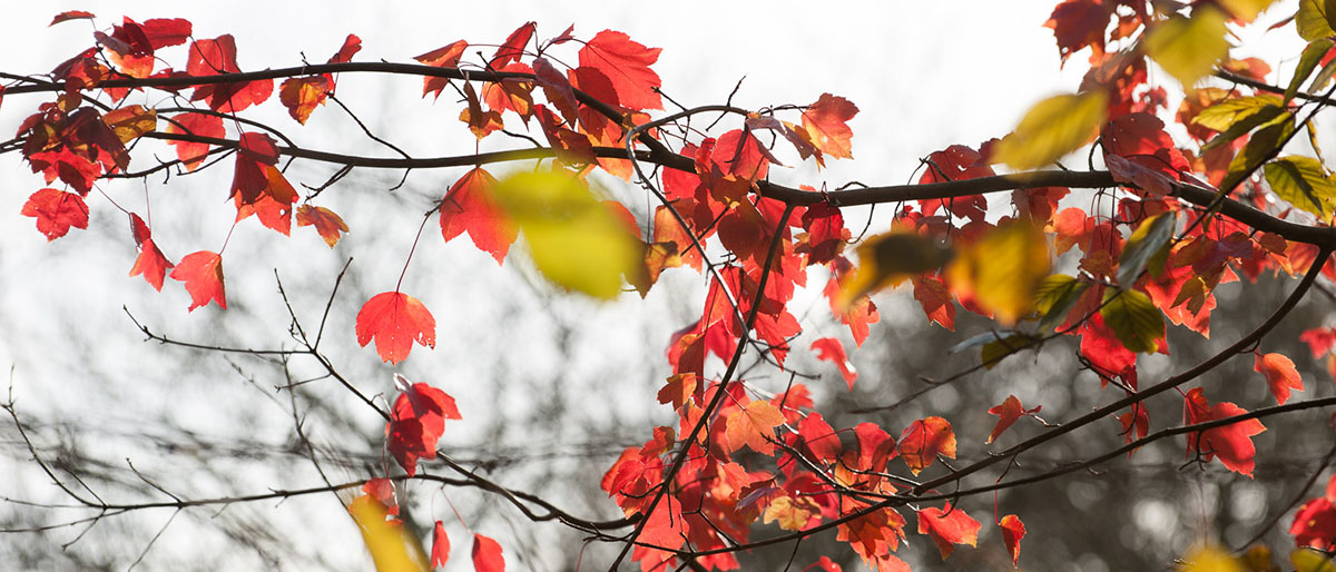 Dartmoor Photographer - Autumn Photo Pack