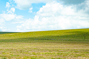 Grey Wethers Stone Circles